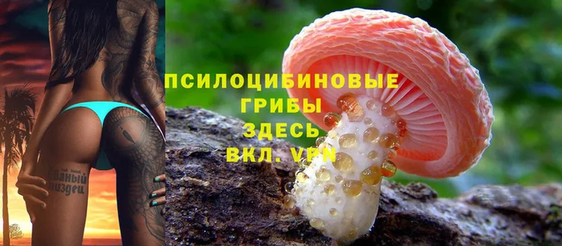 Галлюциногенные грибы Cubensis  Зима 